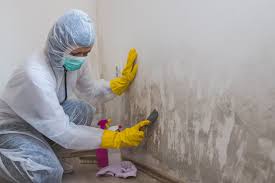 Best Environmental Consulting for Mold Prevention  in South Amherst, OH